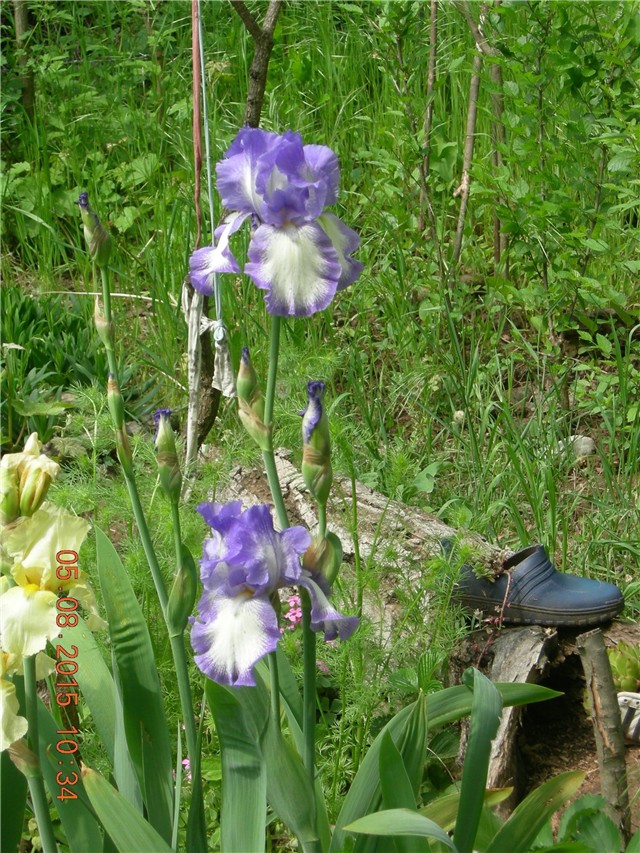 arčilend